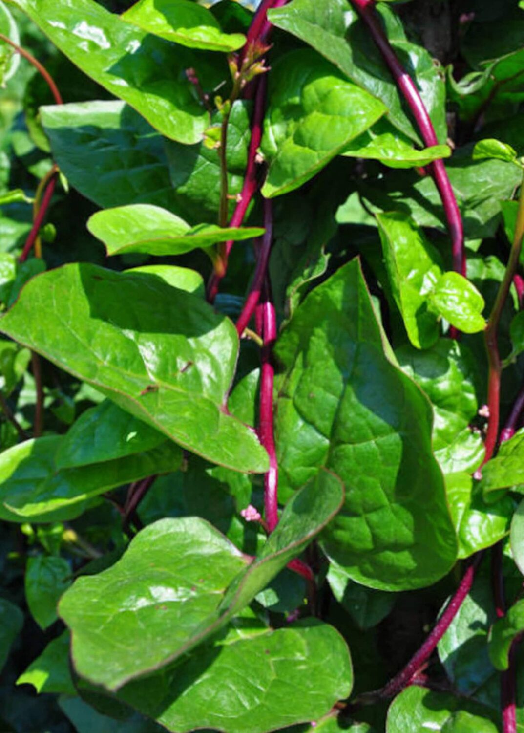 Basella alba var. rubra - Red Ceylon Spinach, Red-stemmed Malabar Spinach, Red Indian Spinach - Image 10