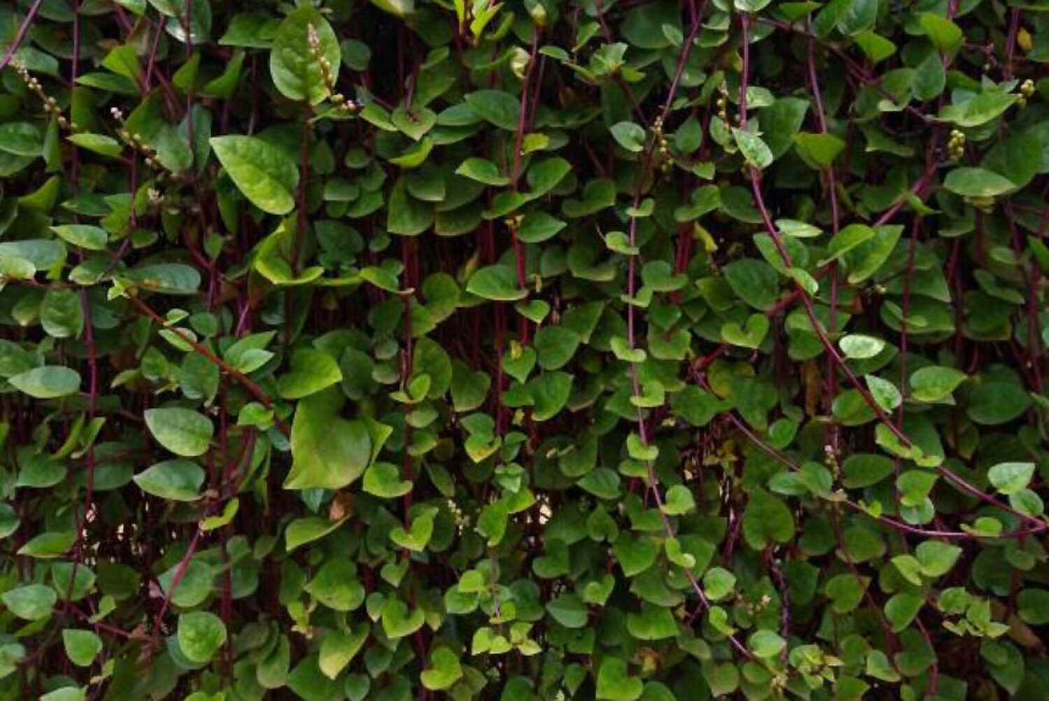 Basella alba var. rubra - Red Ceylon Spinach, Red-stemmed Malabar Spinach, Red Indian Spinach - Image 11