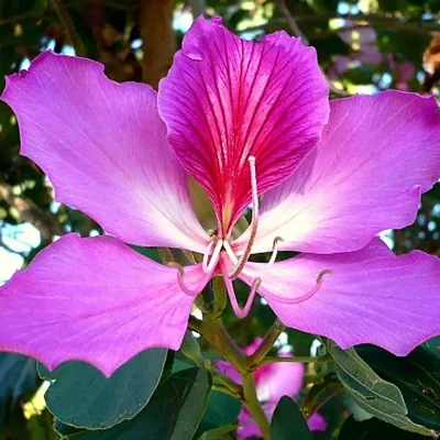 Bauhinia purpurea - Purple Orchid Tree