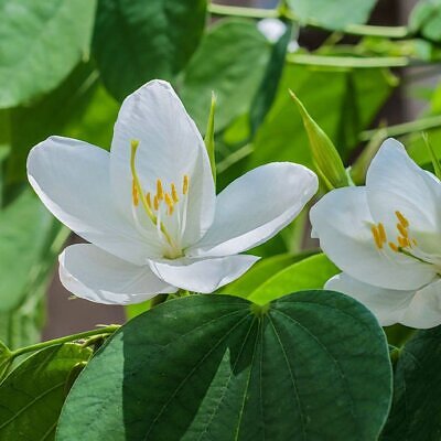 Bauhinia racemosa - Bidi Leaf Tree