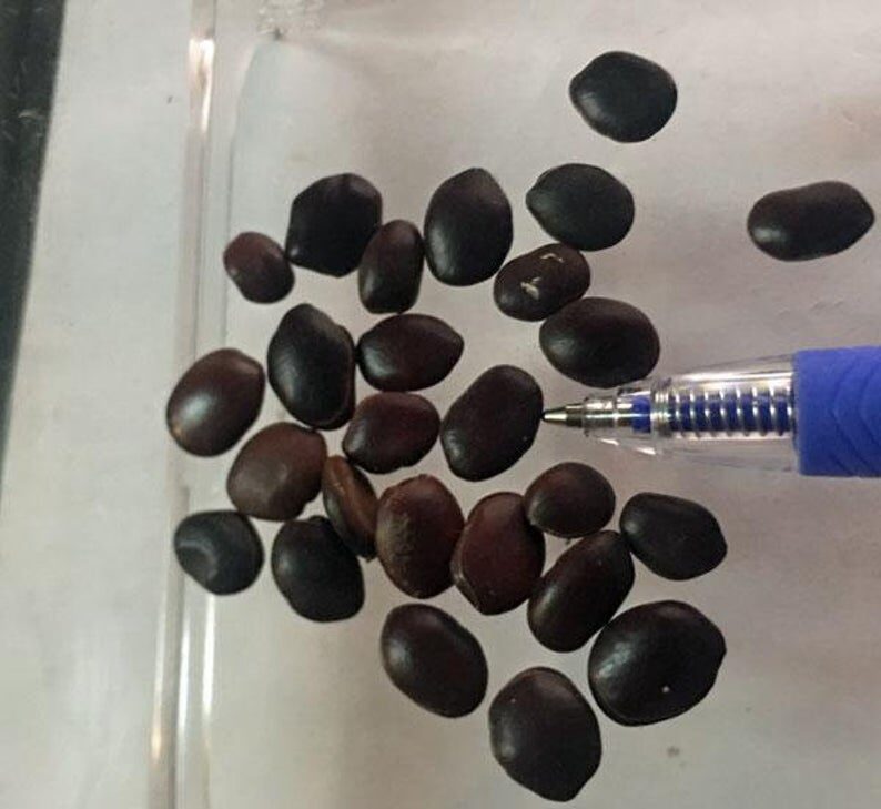 Bauhinia racemosa - Bidi Leaf Tree - Image 4