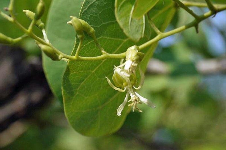 Bauhinia racemosa - Bidi Leaf Tree - Image 5