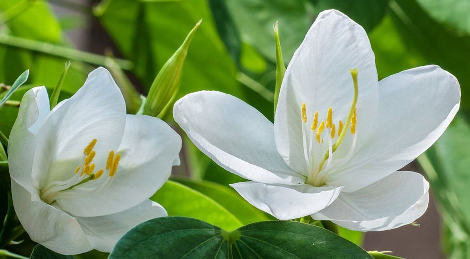 Bauhinia racemosa - Bidi Leaf Tree - Image 10