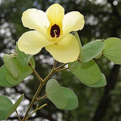 Bauhinia tomentosa - Yellow Orchid Tree, Mountain Ebony