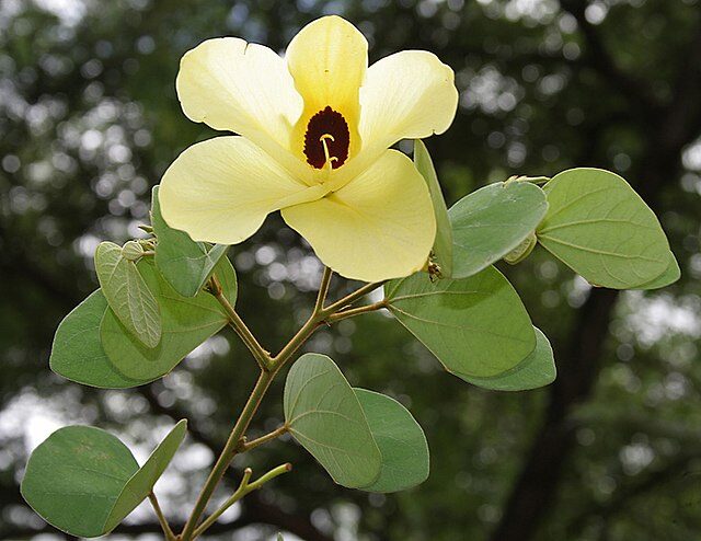 Bauhinia tomentosa - Yellow Orchid Tree, Mountain Ebony