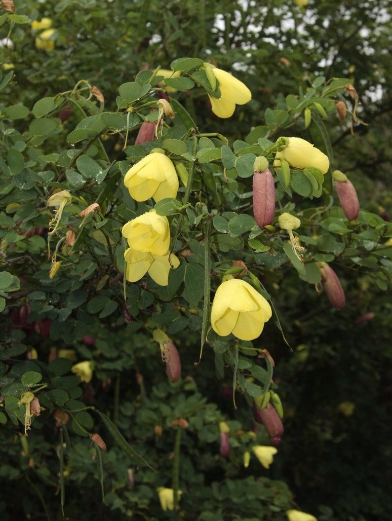 Bauhinia tomentosa - Yellow Orchid Tree, Mountain Ebony - Image 3
