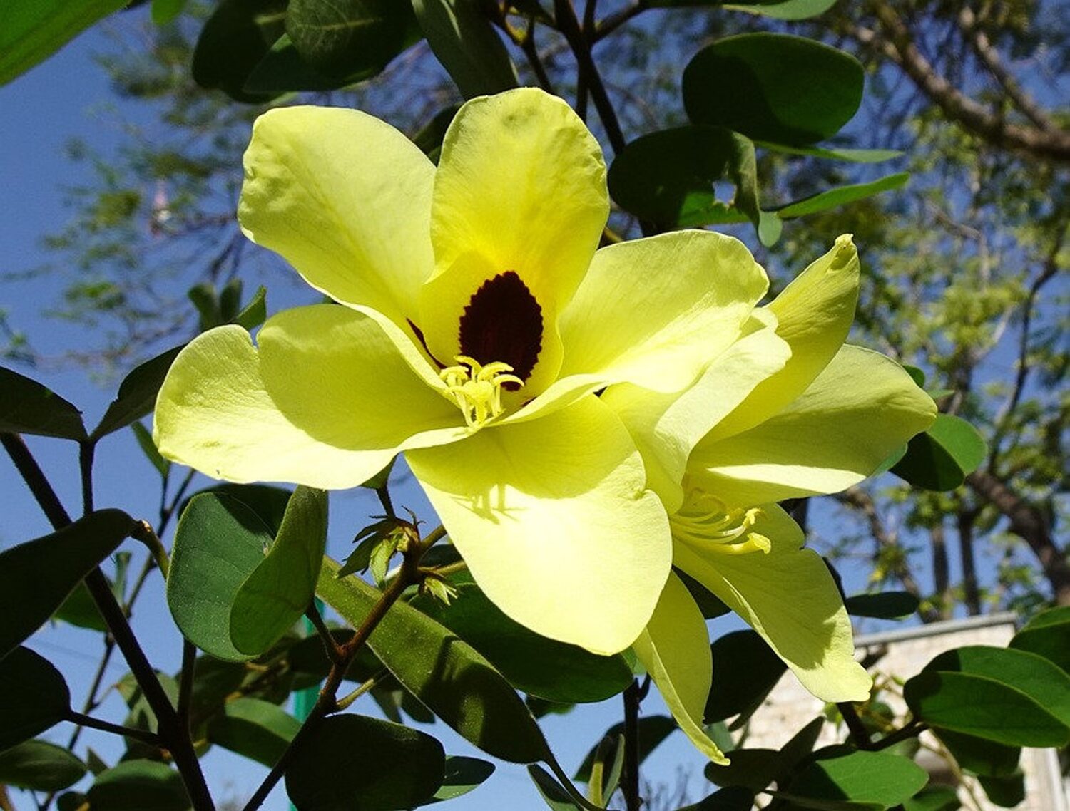 Bauhinia tomentosa - Yellow Orchid Tree, Mountain Ebony - Image 6