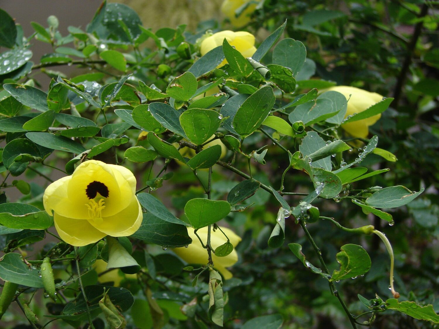 Bauhinia tomentosa - Yellow Orchid Tree, Mountain Ebony - Image 7