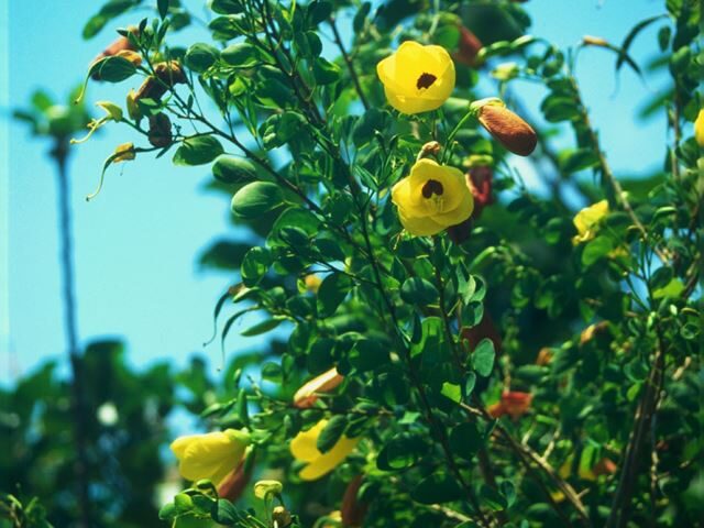 Bauhinia tomentosa - Yellow Orchid Tree, Mountain Ebony - Image 8