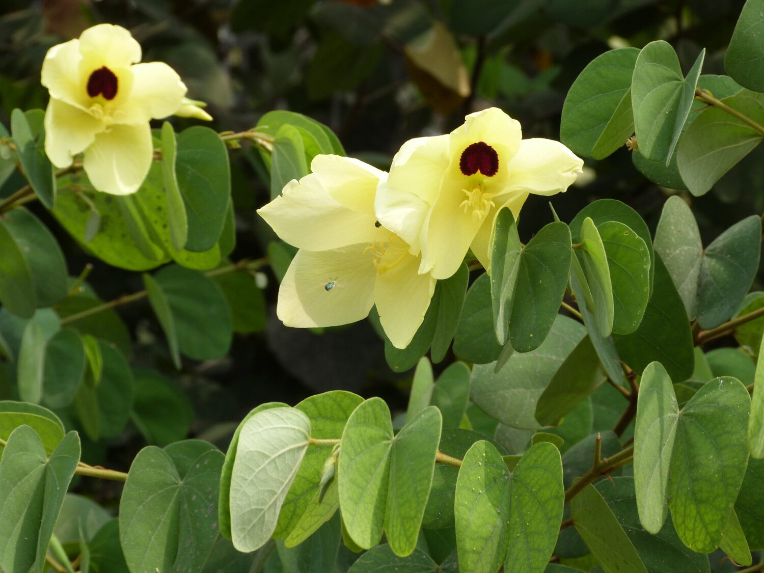 Bauhinia tomentosa - Yellow Orchid Tree, Mountain Ebony - Image 10