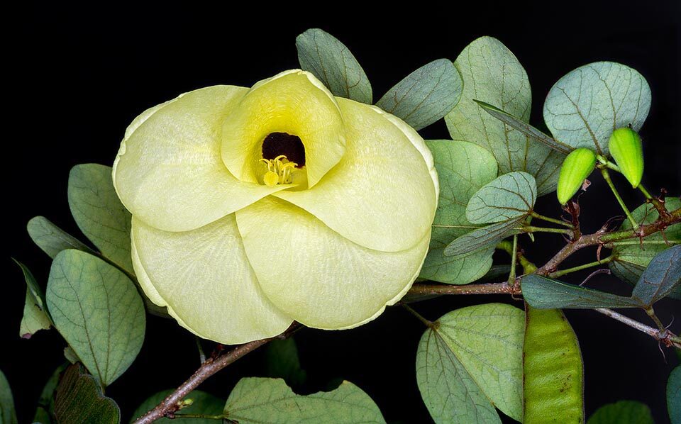 Bauhinia tomentosa - Yellow Orchid Tree, Mountain Ebony - Image 11