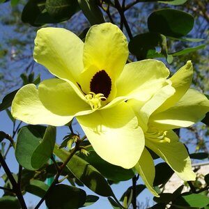 Bauhinia tomentosa - Yellow Orchid Tree, Mountain Ebony - Image 12