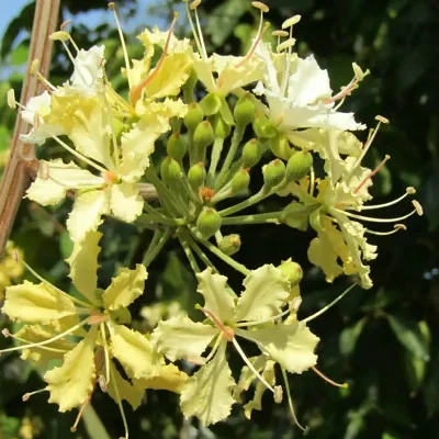 Bauhinia vahlii - Malu Creeper, Adda Leaf, Pahur Camels Foot Creeper