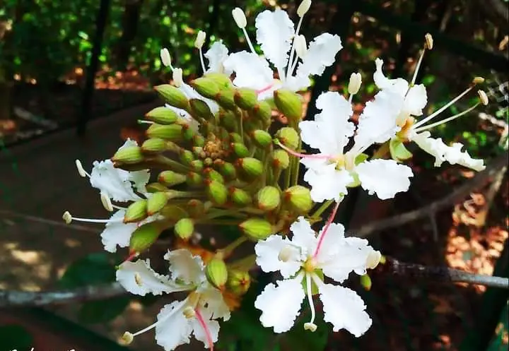 Bauhinia vahlii - Malu Creeper, Adda Leaf, Pahur Camels Foot Creeper - Image 2