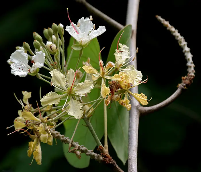 Bauhinia vahlii - Malu Creeper, Adda Leaf, Pahur Camels Foot Creeper - Image 5