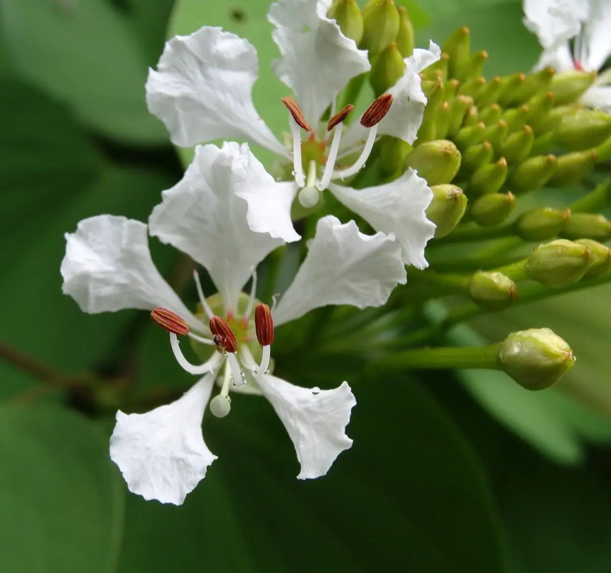 Bauhinia vahlii - Malu Creeper, Adda Leaf, Pahur Camels Foot Creeper - Image 7