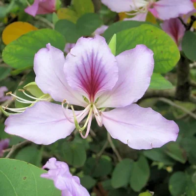 Bauhinia variegata - Pink Orchid Tree