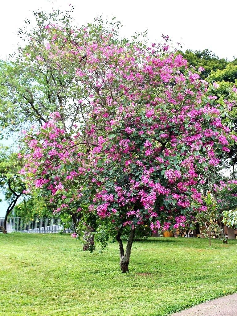 Bauhinia variegata - Pink Orchid Tree - Image 3