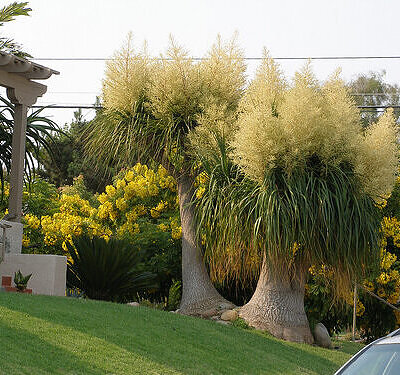 Beaucarnea guatemalensis - Red Ponytail, Guatemala Ponytail