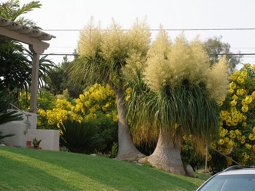 Beaucarnea guatemalensis - Red Ponytail, Guatemala Ponytail