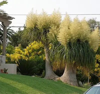 Beaucarnea guatemalensis - Red Ponytail, Guatemala Ponytail
