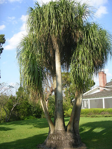 Beaucarnea guatemalensis - Red Ponytail, Guatemala Ponytail - Image 2