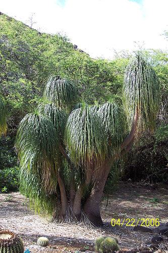 Beaucarnea guatemalensis - Red Ponytail, Guatemala Ponytail - Image 3