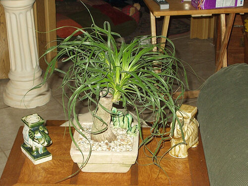 Beaucarnea guatemalensis - Red Ponytail, Guatemala Ponytail - Image 4