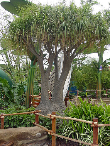 Beaucarnea guatemalensis - Red Ponytail, Guatemala Ponytail - Image 6