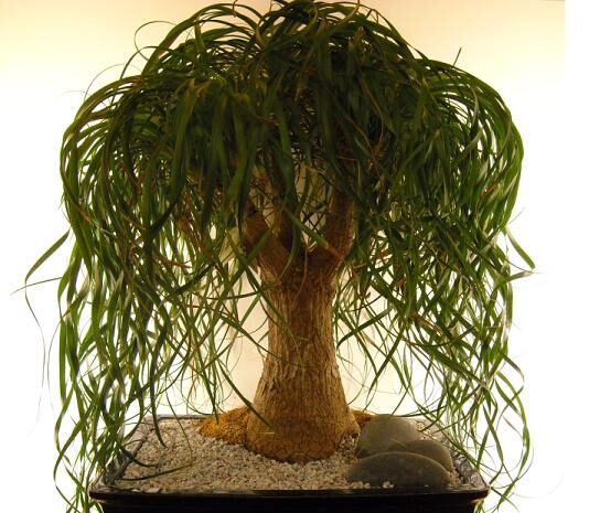 Beaucarnea guatemalensis - Red Ponytail, Guatemala Ponytail - Image 7