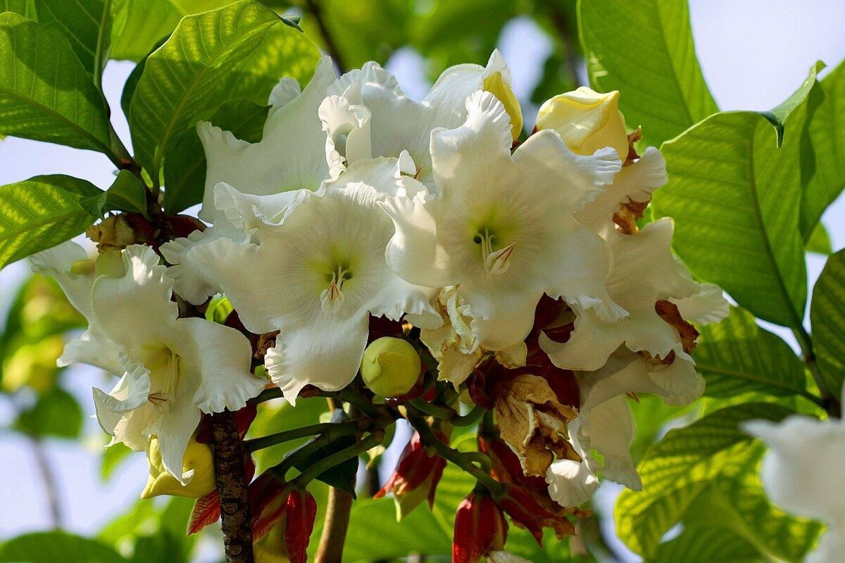 Beaumontia grandiflora - Easter Lily Vine, Heralds Trumpet, Nepal Trumpet Flower - Image 3
