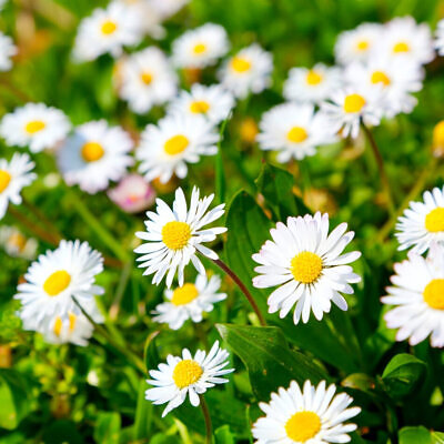 Bellis perennis - English Daisy, Lawn Daisy