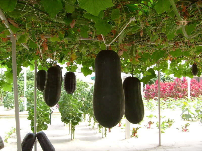 Benincasa hispida - Winter Melon, Wax Gourd, Ash Pumpkin