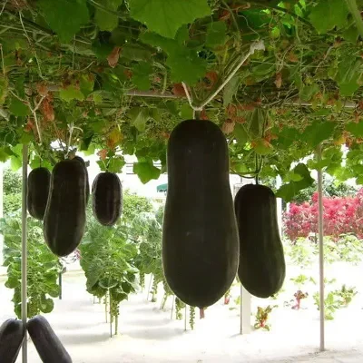Benincasa hispida - Winter Melon, Wax Gourd, Ash Pumpkin