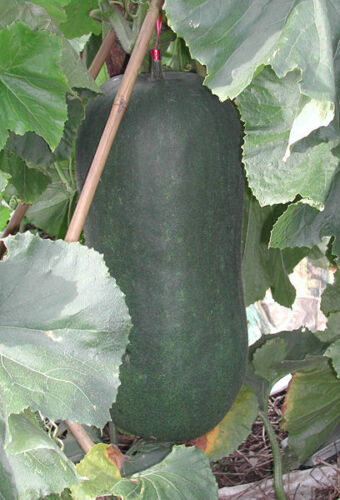 Benincasa hispida - Winter Melon, Wax Gourd, Ash Pumpkin - Image 2