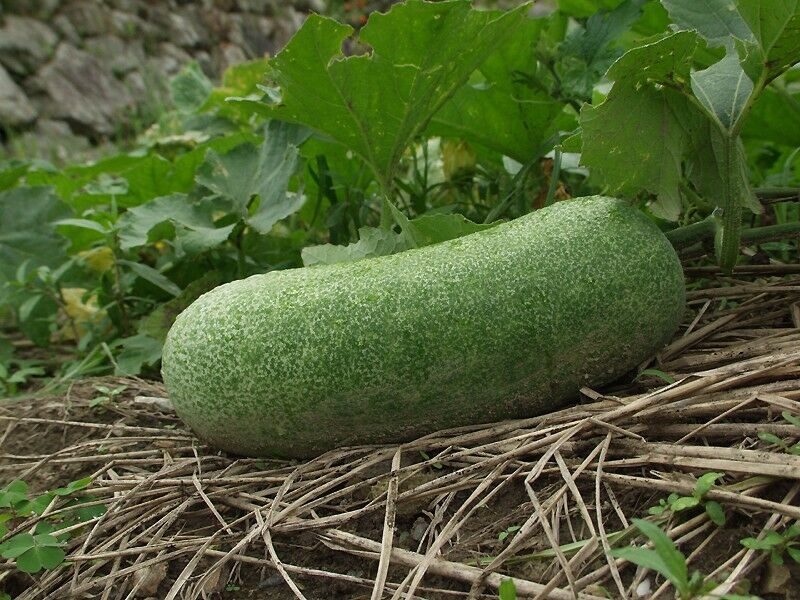Benincasa hispida - Winter Melon, Wax Gourd, Ash Pumpkin - Image 3