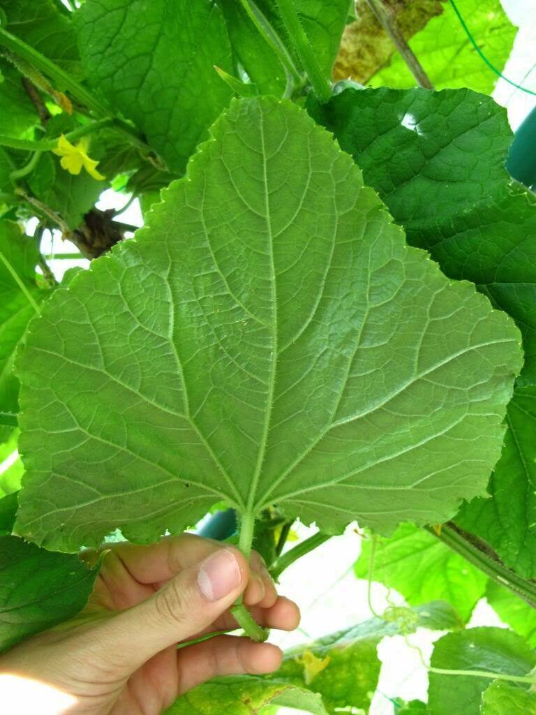 Benincasa hispida - Winter Melon, Wax Gourd, Ash Pumpkin - Image 4