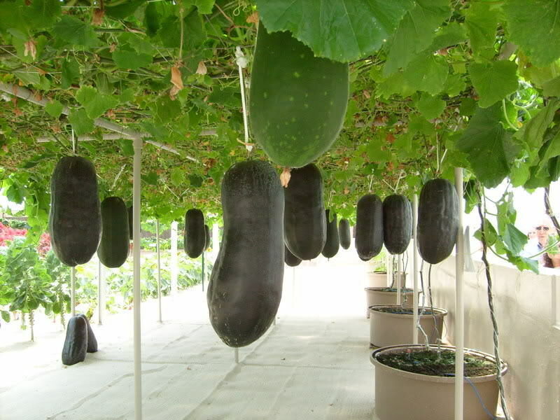 Benincasa hispida - Winter Melon, Wax Gourd, Ash Pumpkin - Image 7