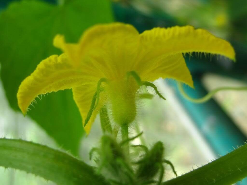 Benincasa hispida - Winter Melon, Wax Gourd, Ash Pumpkin - Image 8