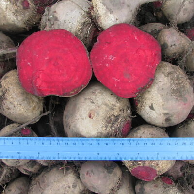 Beta vulgaris subsp. vulgaris 'Conditiva' - Beetroot, Beets, Table Beet, Garden Beet, Red Beet, Dinner Beet, Golden Beet