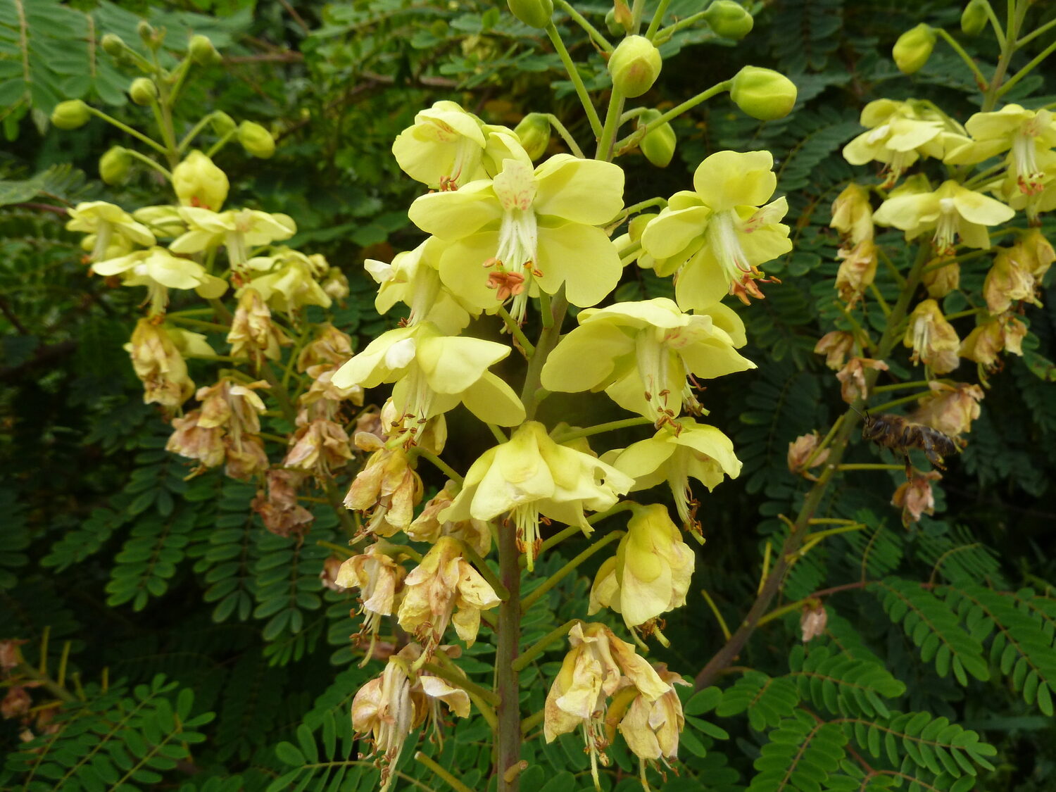 Biancaea decapetala / Caesalpinia decapetala - Mysore Thorn, Mauritius Thorn, Cat's Claw, Wait-a-bit - Image 2
