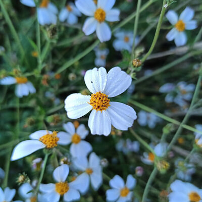 Bidens pilosa - Hairy Beggarticks, Cobbler's pegs, hitch hikers, black-jack, beggarticks, farmer's friends, Spanish needle, devil's needles, farmers friend, sticky beaks