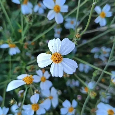 Bidens pilosa  - Hairy Beggarticks, Cobbler's pegs, hitch hikers, black-jack, beggarticks, farmer's friends, Spanish needle, devil's needles, farmers friend, sticky beaks