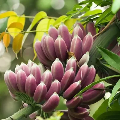 Musa itinerans - Burmese Blue, Blue Burmese Banana