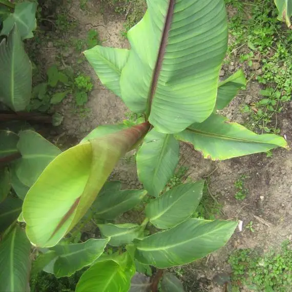 Musa itinerans - Burmese Blue, Blue Burmese Banana - Image 2