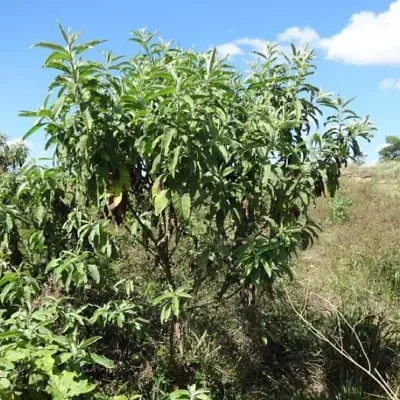 Blumea balsamifera - Sembung Balm, Ngai Cannon, Sambong, Mugongre