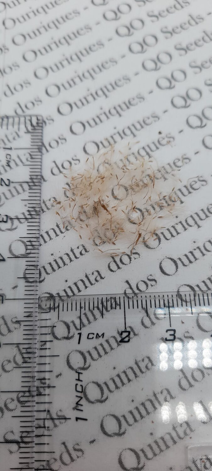 Blumea balsamifera - Sembung Balm, Ngai Cannon, Sambong, Mugongre - Image 2