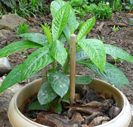 Blumea balsamifera - Sembung Balm, Ngai Cannon, Sambong, Mugongre - Image 4