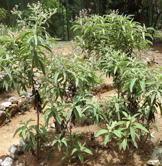 Blumea balsamifera - Sembung Balm, Ngai Cannon, Sambong, Mugongre - Image 5