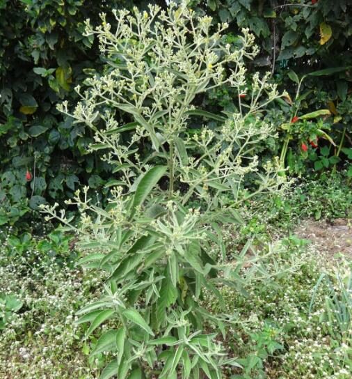 Blumea balsamifera - Sembung Balm, Ngai Cannon, Sambong, Mugongre - Image 6